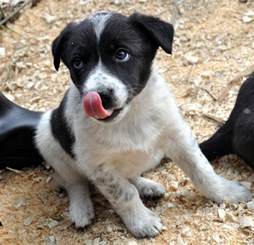 Learn more 314 puppies available 403 certified breeders Transportation Location Color. . Border collie blue heeler mix for sale near me